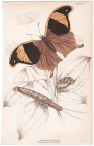 23 Arpidea Chorinaea
with Caterpillar & Crysalis21 Wood Tiger Moth